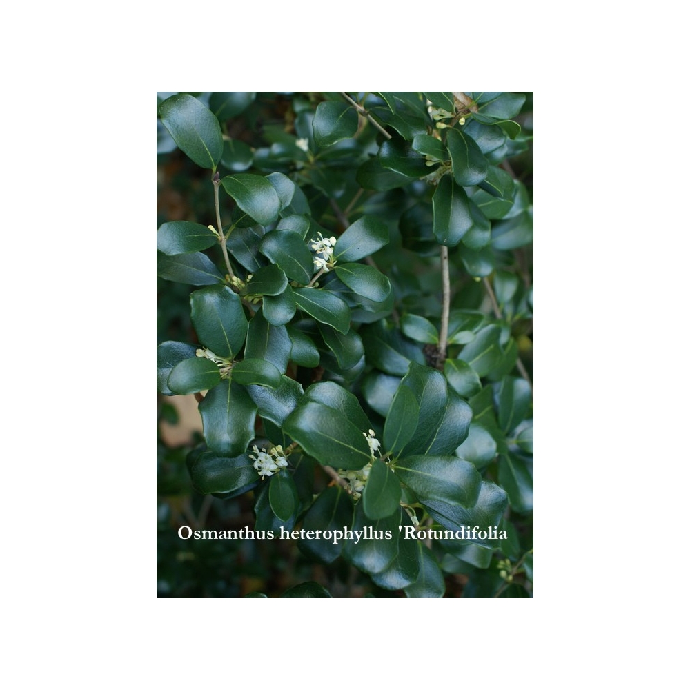 Osmanthus heterophyllus 'Rotundifolia