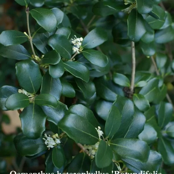 Osmanthus heterophyllus 'Rotundifolia