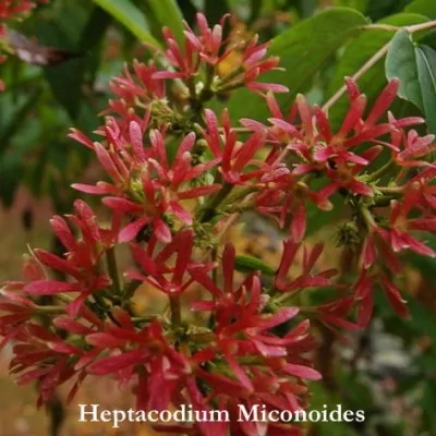 Heptacodium Miconioides