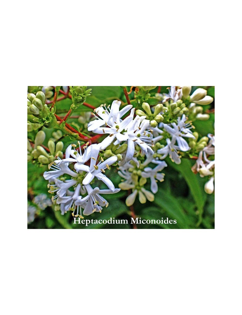 Heptacodium Miconioides