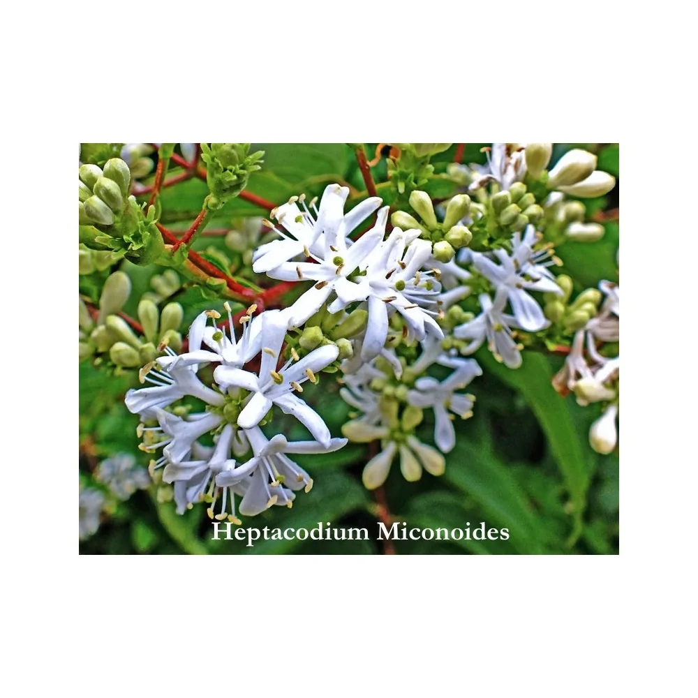 Heptacodium Miconioides