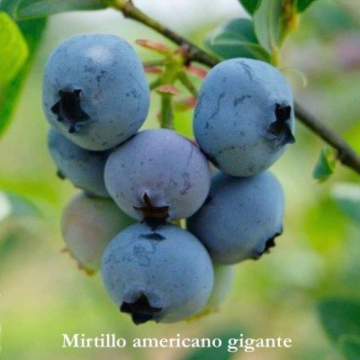 Mirtillo americano gigante