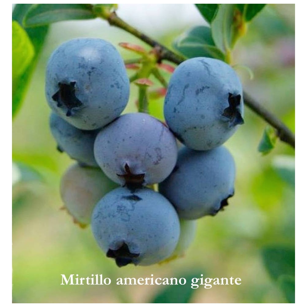 Mirtillo americano gigante