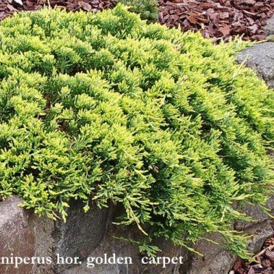 Juniperus horizontalis golden carpet cm. 35/40