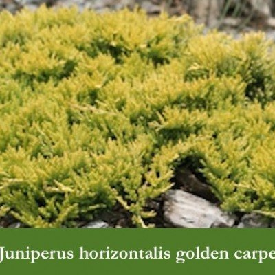 Juniperus horizontalis golden carpet cm. 35/40
