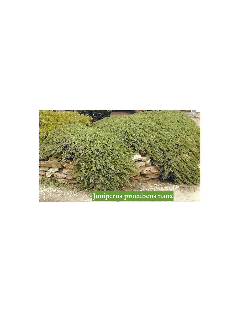 Juniperus Procubens nana
