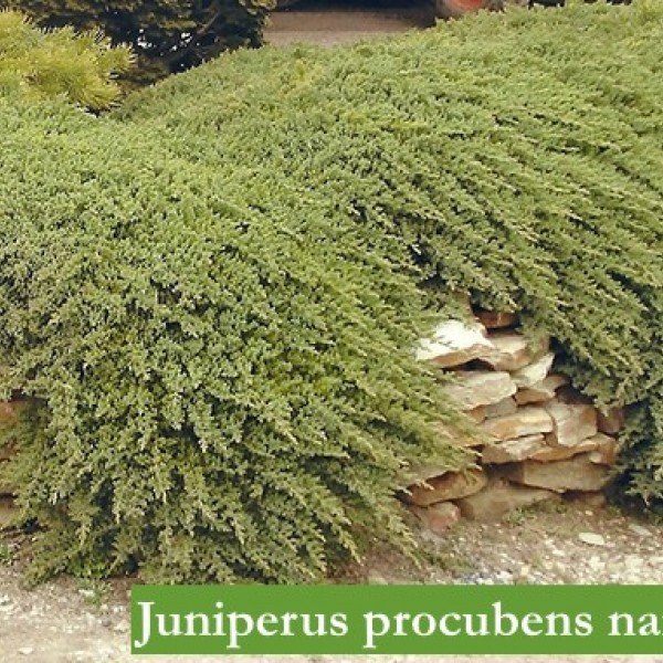 Juniperus Procubens nana