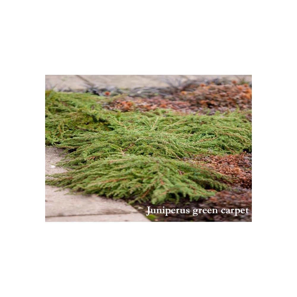 Juniperus green carpet