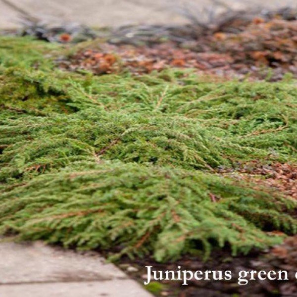 Juniperus green carpet