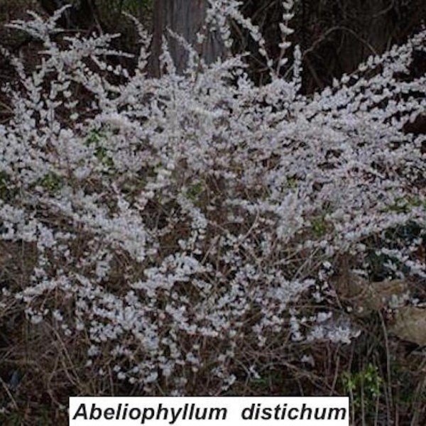 Abeliophyllum Distichum