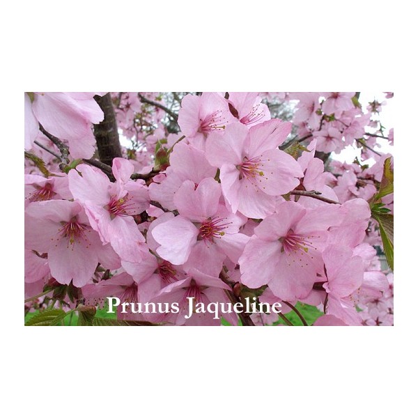 Prunus x sargenti jaqueline