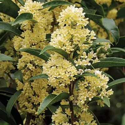 Osmanthus Oleafragrans