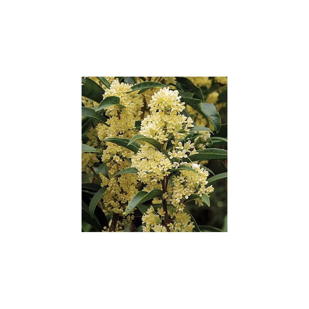 Osmanthus Oleafragrans