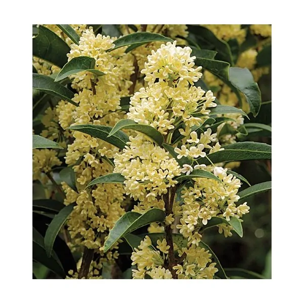 Osmanthus Oleafragrans