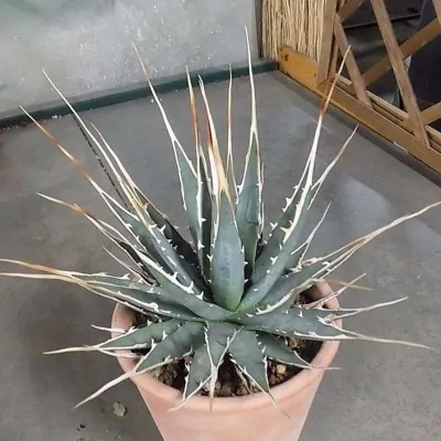 Agave Utahensis