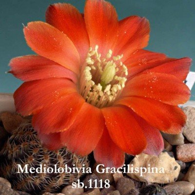 Mediolobivia Gracilispina fr.1118