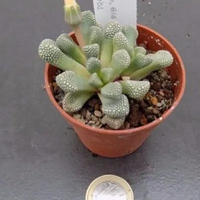 Titanopsis Primosii sb. 816 plat bukkies