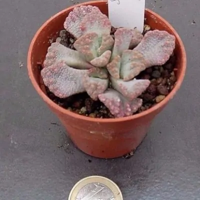 Titanopsis Calcarea Ghams