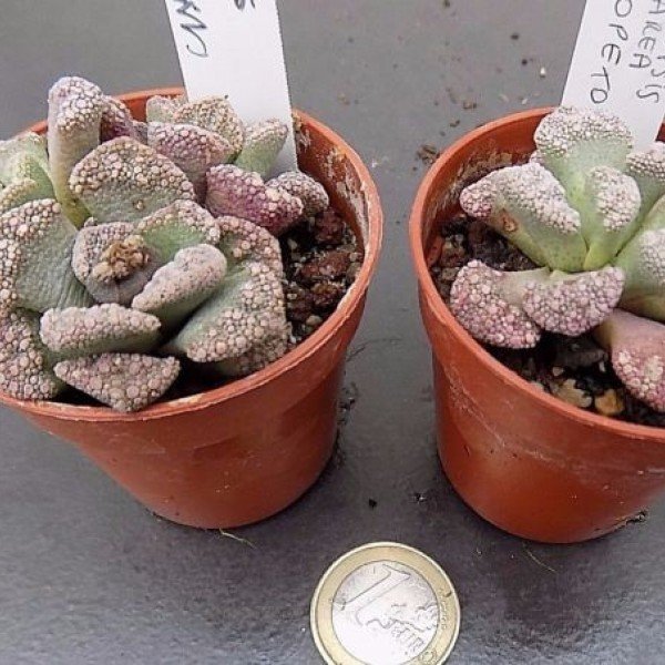 Titanopsis Calcarea N. opetown