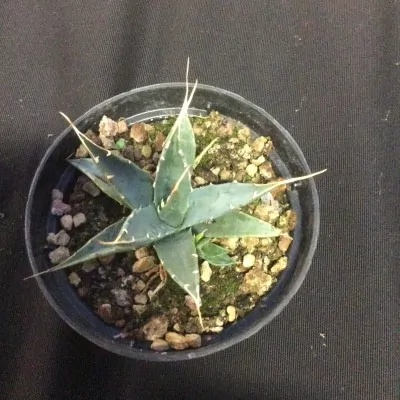 Agave Uthaensis v.erborispina