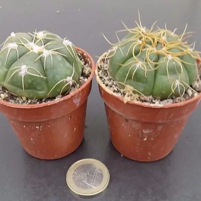 Gymnocalycium denudatum