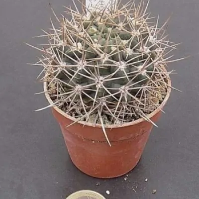 Gymnocalycium neuhuberi vs-8