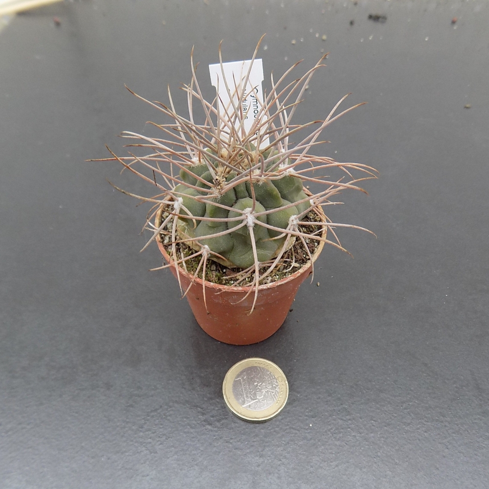 Gymnocalycium nidulans