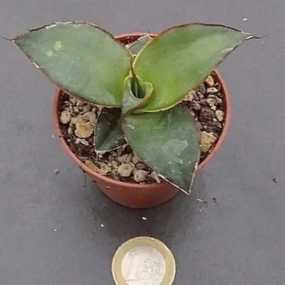 Agave Chazaroi