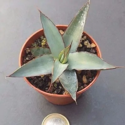 Agave Ochaui