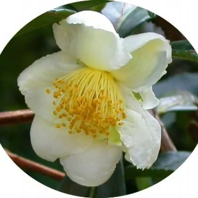 Camelia sinensis (Pianta del The)