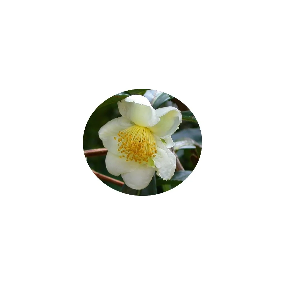 Camelia sinensis (Pianta del The)