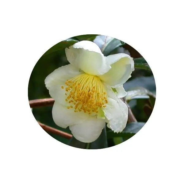 Camelia sinensis (Pianta del The)