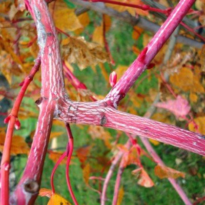 Acer conspicuum Red Flamingo