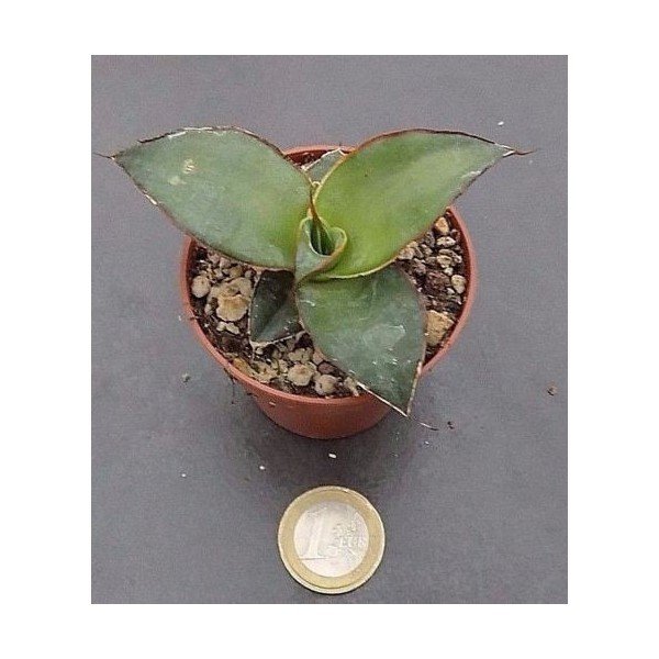 Agave chazaroi cm. 8 no variegated resistenza - 4° gradi