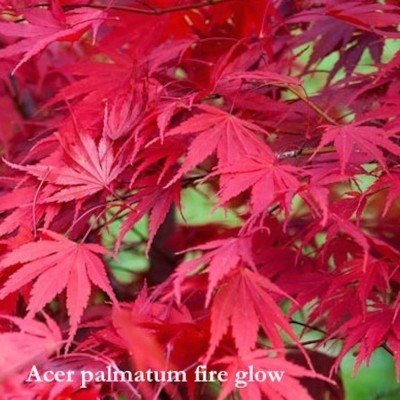 Acer Palmatum fire Glow vaso 9