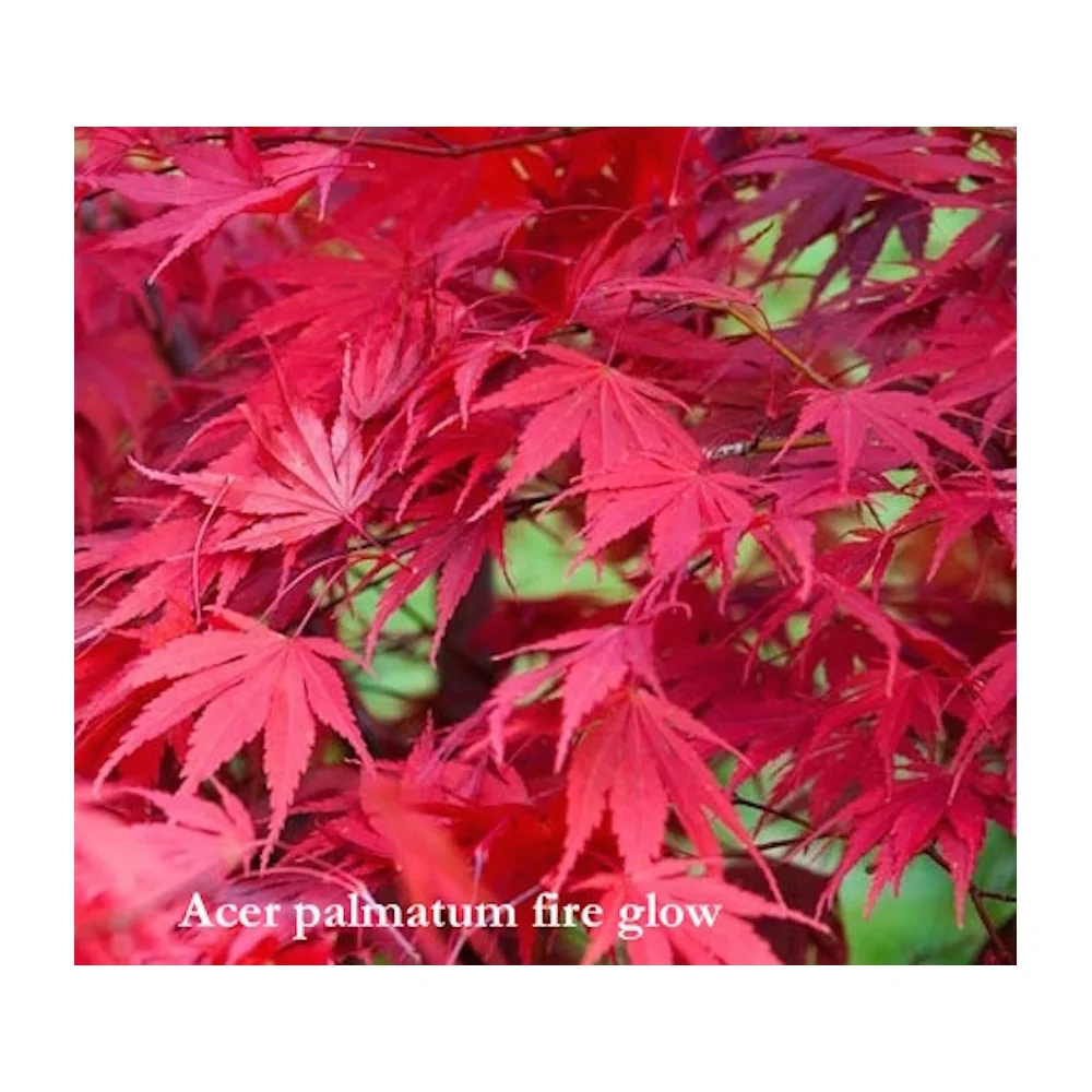 Acer Palmatum fire Glow vaso 9