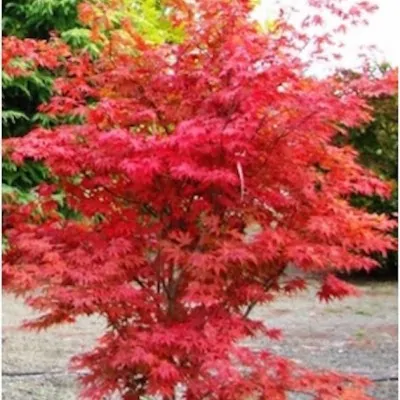 Acer Palmatum fire Glow vaso 9