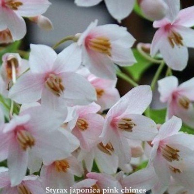 Styrax japonica Pink chimes- pianta rara