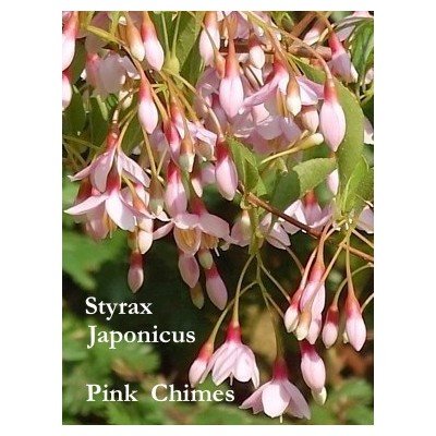 Styrax japonica Pink chimes- pianta rara