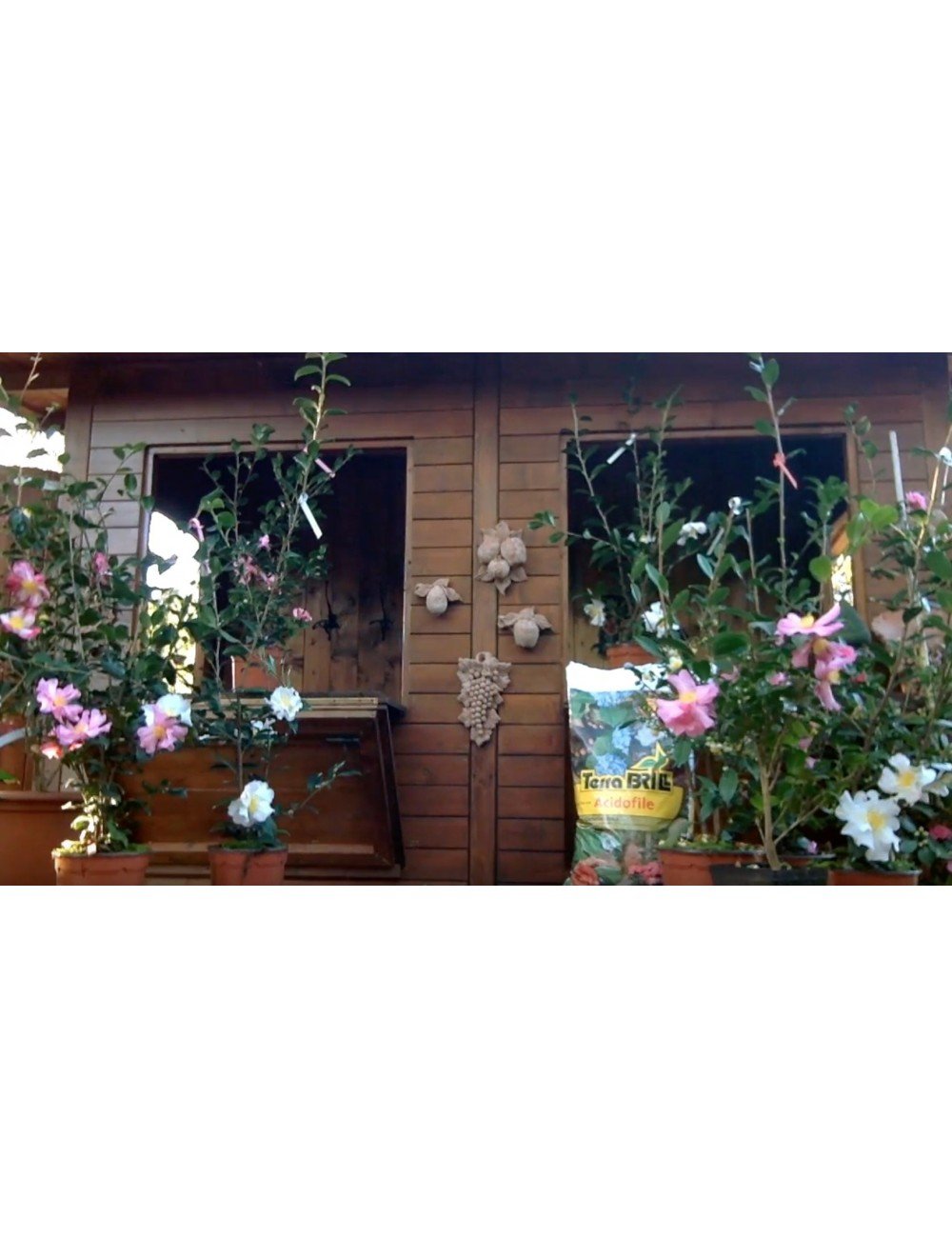 Video Camellia Sasanqua