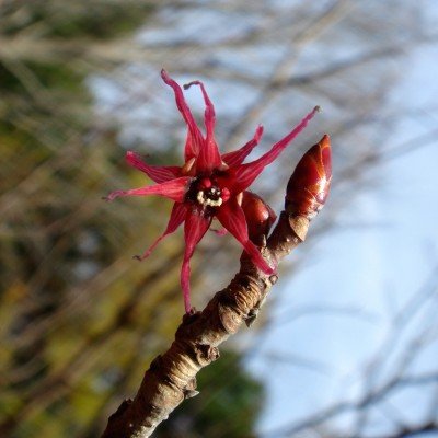 Disanthus cercidifolius