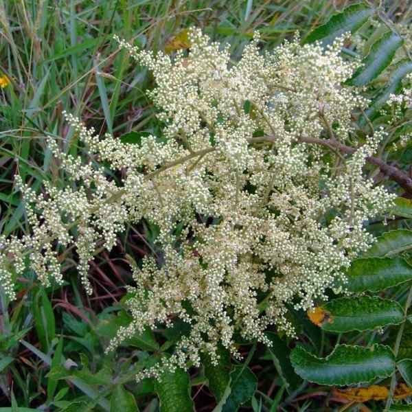 Rhus Chinensis