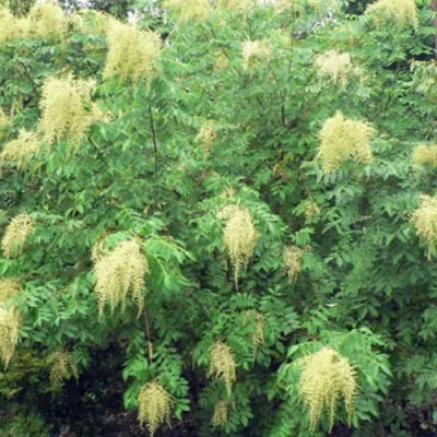 Rhus Chinensis