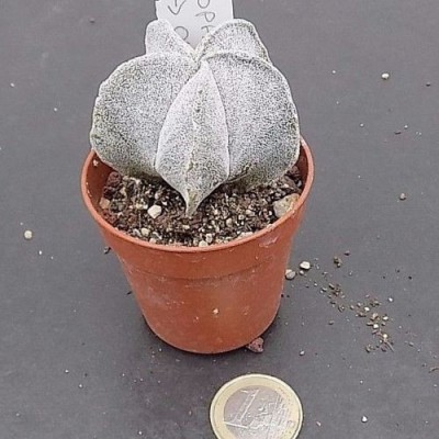 Astrophytum da Onzuka