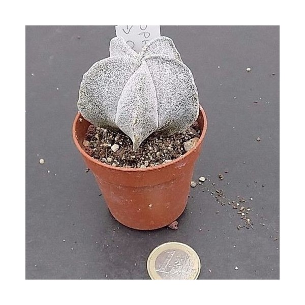 Astrophytum da Onzuka