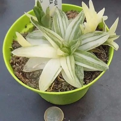 Haworthia Cymbiformis variegata cm. 10