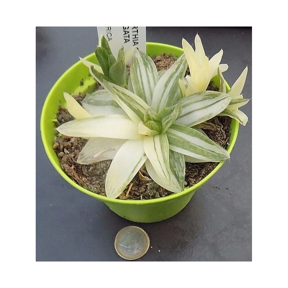 Haworthia Cymbiformis variegata cm. 10