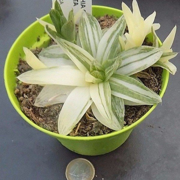 Haworthia Cymbiformis variegata cm. 10