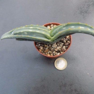Aloe magalacantha