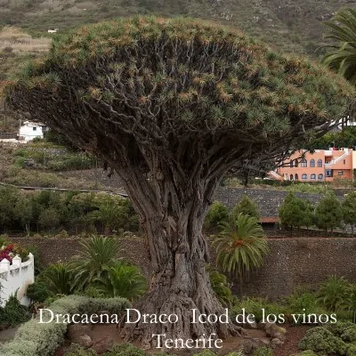 Dracaena Draco